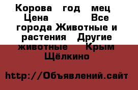 Корова 1 год 4 мец › Цена ­ 27 000 - Все города Животные и растения » Другие животные   . Крым,Щёлкино